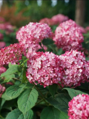 Гортензия Руби Аннабель (Ruby Annabelle) древовидная Гортензия Руби Аннабель (Ruby Annabelle) древовидная