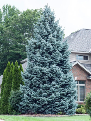 Ель Голубая (f.Glauca) Ель Голубая (f.Glauca)