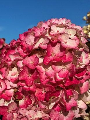 Гортензия Самарская Лидия (Rensam, Framboisine) метельчатая Гортензия Самарская Лидия (Rensam, Framboisine) метельчатая