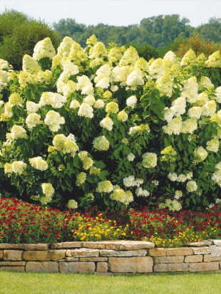 Гортензия Лаймлайт (Limelight) метельчатая Гортензия Лаймлайт (Limelight) метельчатая