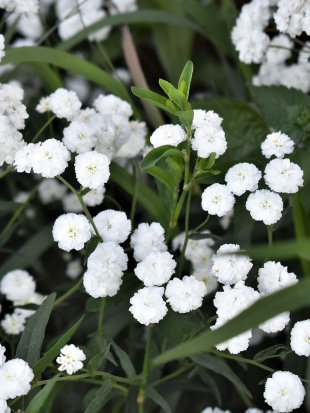 Тысячелистник Маршмеллоу (Marshmallow) птармика Тысячелистник Маршмеллоу (Marshmallow) птармика