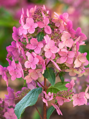 Гортензия Вимс Ред (Wim's Red) метельчатая Гортензия Вимс Ред (Wim's Red) метельчатая