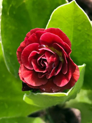 Примула Пегасус (Pegasus) Примула Пегасус (Pegasus)