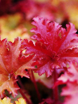 Гейхера Зиппер (Zipper) Гейхера Зиппер (Zipper)