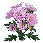 Хризантемы