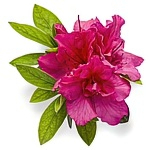 Рододендроны