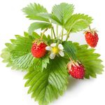 Семена Земляники